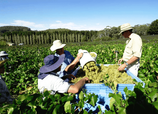 team building temps des vendanges team building temps des vendanges